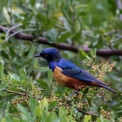 Vogels Tanzania